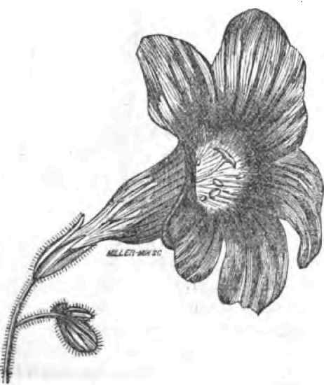 SALPIGLOSSIs ATROPURPUREA.