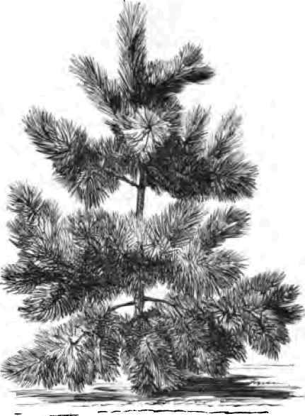 The Russian Pine,