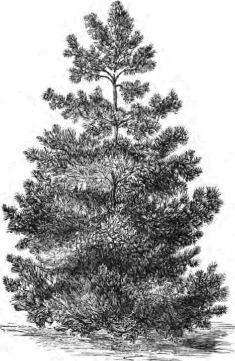 The Scotch Pine.