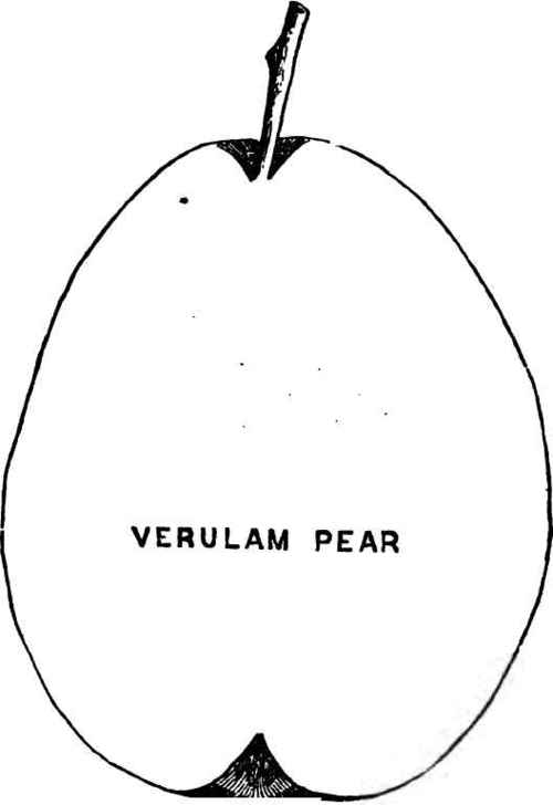 The Verulam And Grand Bretagne Pears 130090