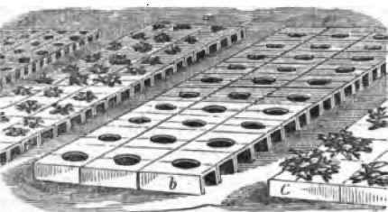 Color And Odor Of Plants 110015