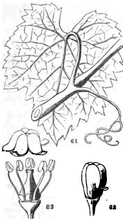 Common Fox Grape (Vitis Labrutca).