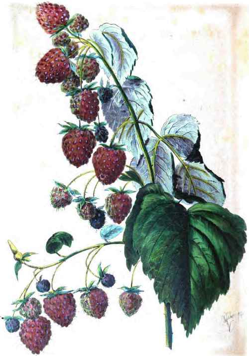 THE BRINCKLE ORANGE RASPBERRY.
