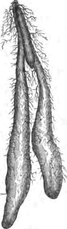 The New Chinese Potato Or Yam 500104