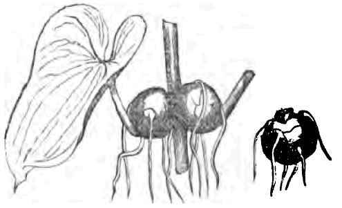 The New Chinese Potato Or Yam 500105