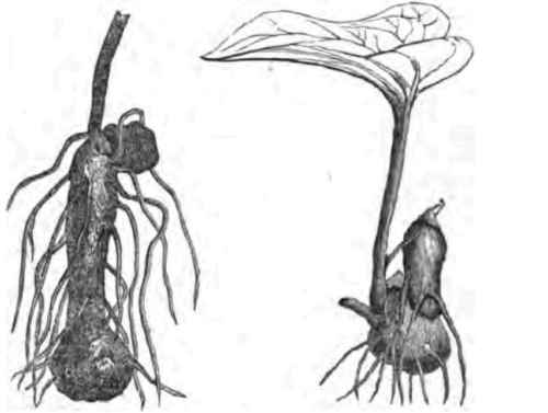 The New Chinese Potato Or Yam 500106