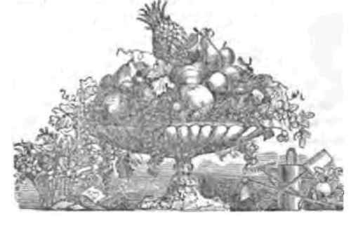 Culture Of The Vine 300152