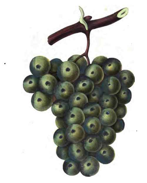 Cuyahoga Grape.