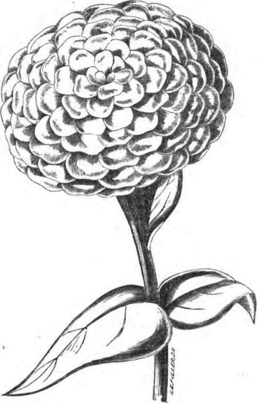 DOUBLE ZINNIA.