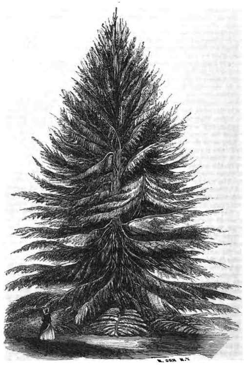 DOUGLAS's FIR. (Abies Douglasii).
