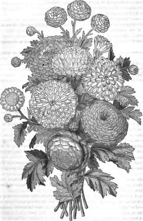 Daisy Chrysanthemums.