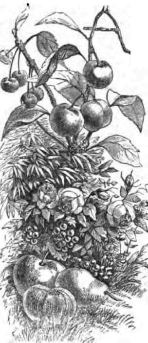 Dr Ward On Pear Culture 1100156