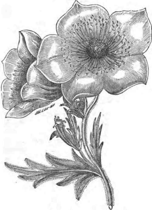 GOLDEN BAETDNIA.