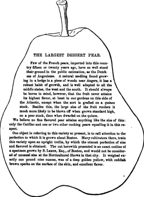 Outline OF A DUCHESs OF ANGOLEME PEAR,RAISED AT BOSTON.