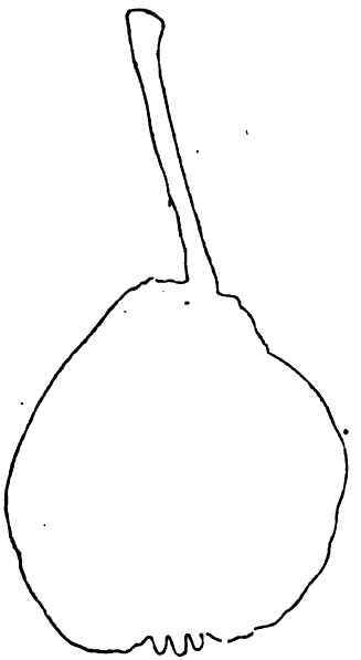 Ritter Pear.