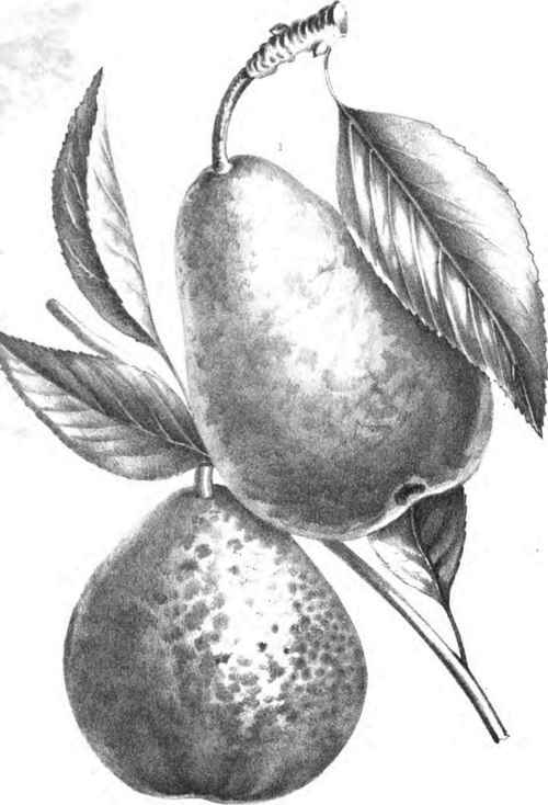 DUC D'ORLEANS  2. FONDANTE DE SEPTEMBRE.