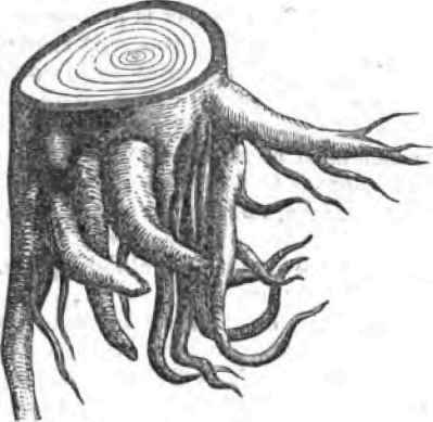 Elvaston Castle A Leaf From My Note Book 120082