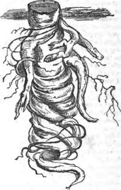 Elvaston Castle A Leaf From My Note Book 120083