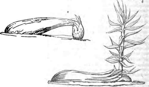 Evils Of Deep Sowing 110089