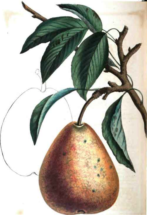 Fondante De Malines Pear.