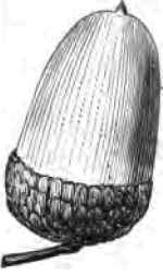 Form Of Seeds 220067