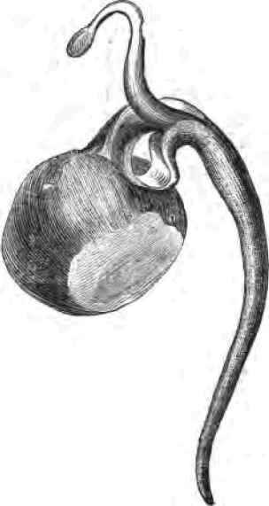 Form Of Seeds 220070