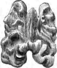 Form Of Seeds 220072