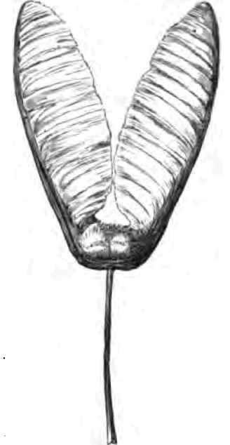 Form Of Seeds 220073