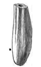 Form Of Seeds 220075