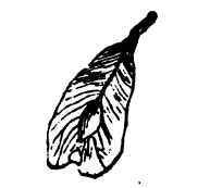 Form Of Seeds 220077