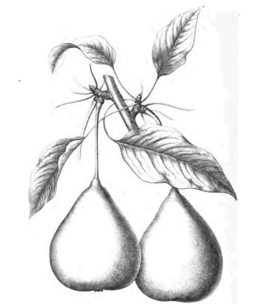 THE TYSON PEAR .