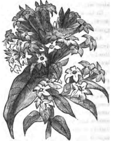 The Corymb flowered Habrothamas.