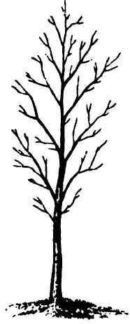 Good And Bad Pruning 110035
