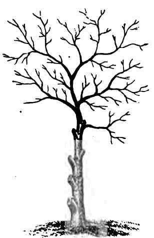 Good And Bad Pruning 110036
