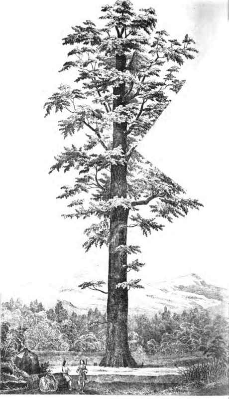 GIGANTIC WELLINGTONIA.