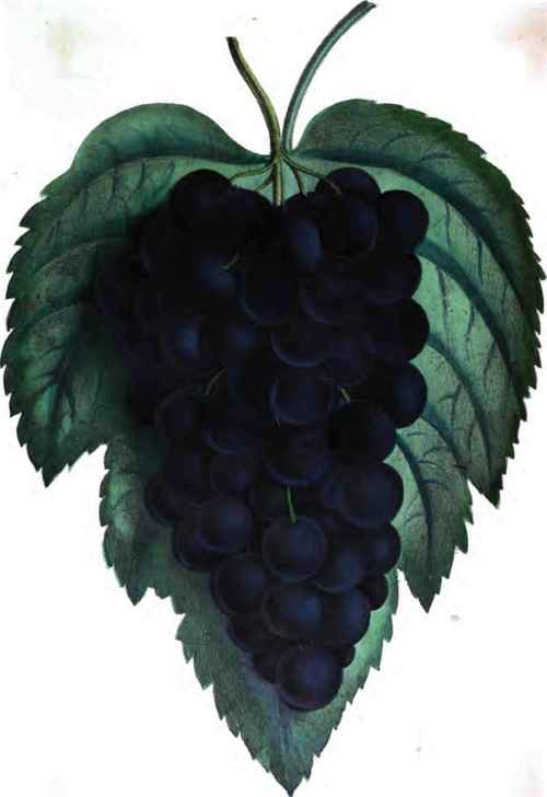 Hartford Prolific Grape