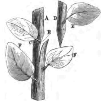 Herbaceous Grafting 230026