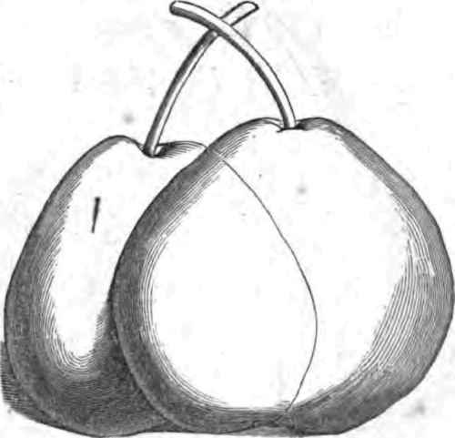 Hnntington Pear. Chnroh Pear.