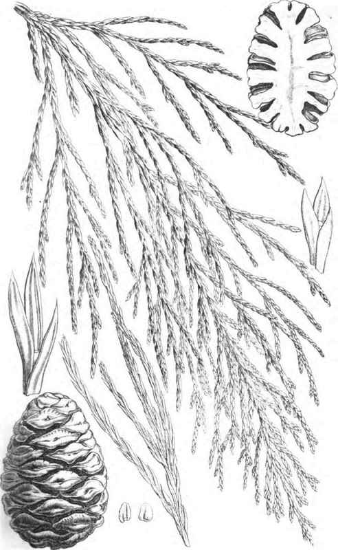 Shober Lith. GIGANTIC WELINCTONIA.