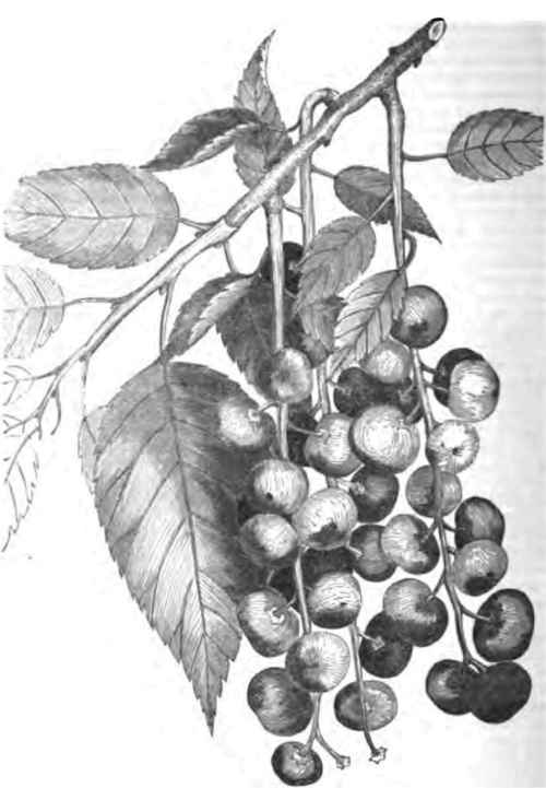 THE IMPROVED WILD CHERRY.