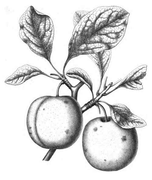 THE PEACH PLUM .