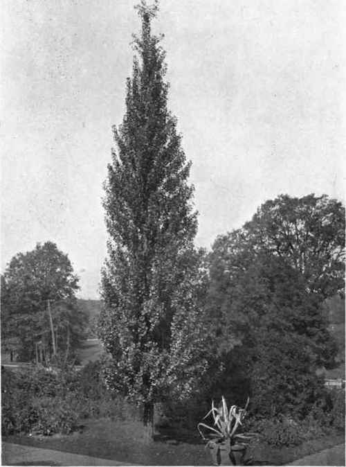 Fig. 78. The Ginkgo, or Maidenhair Tree (Salisburia adiantifolia); a good type of pyramidal tree. For planting near a house it is in a class alone and apart. See page 80.