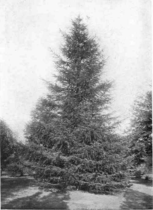Fig. 79. The European Larch (Larix europaea); a splendid tree to use near houses where horizontal lines predominate. See page 84.