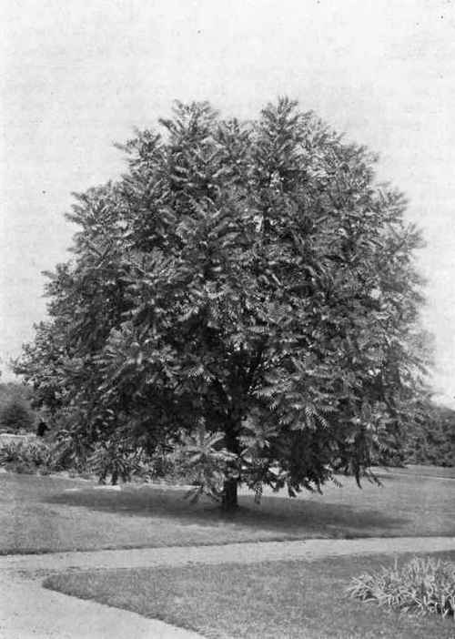 Fig. 80. The Cedrela (Cedrela sinensis). A good type of tree with spreading character; quick growing and free from insect attacks. See page 84.