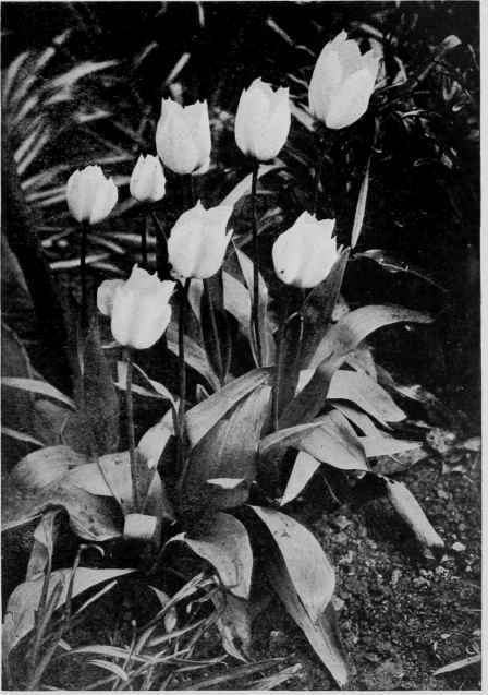 A CLUMP OF WHITE TULIPS.