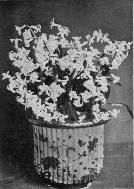 Early white Roman Hyacinths grown in an ornamental Vase.