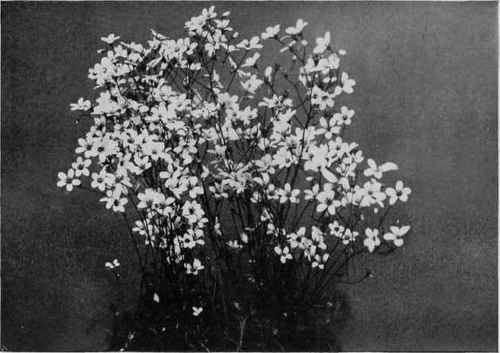 One of the best of rock plants saxifraga hypnoides.