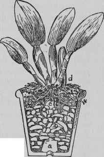 Potting Orchids.