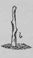 Pruning a Nurseryman's Maiden Apple.