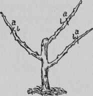 Pruning a Nurseryman's Two Year Old Apple.
